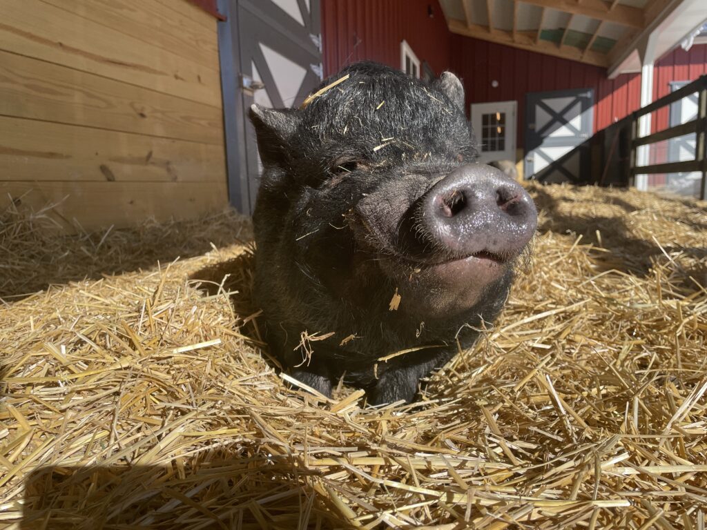 A black pig rests on a bed of straw inside a barn with wooden and red walls, illuminated by sunlight. , The Goose Crown Inn