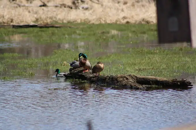 Three ducks stand on a partially submerged log in a shallow, grassy pond, with another duck swimming nearby. , The Goose Crown Inn