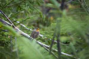 A European robin with orange breast and face perches on a branch in a forest. , The Goose Crown Inn