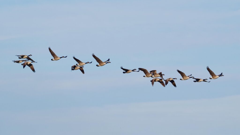 Canada geese fly in formation over Stoughton, WI near the Yahara River and the Goose Crown Inn