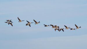 Canada geese fly in formation over Stoughton, WI near the Yahara River and the Goose Crown Inn