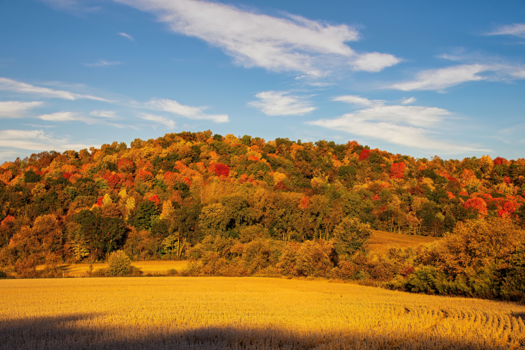 fall colors in a small town outside madison WI with multicolored leaves in the trees.