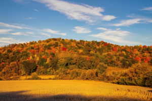 fall colors in a small town outside madison WI with multicolored leaves in the trees.