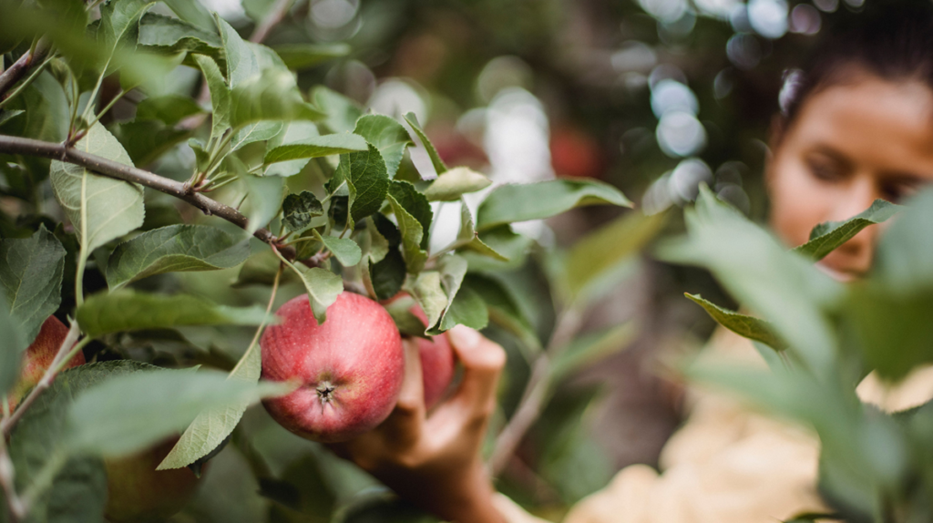 U-pick apple orchard near Stoughton WI with young woman picking apple - the Goose Crown Inn